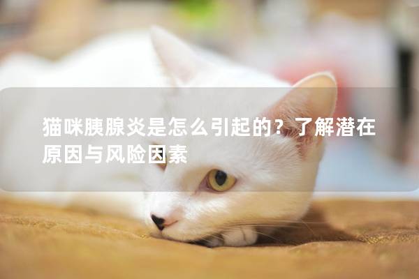 猫咪胰腺炎是怎么引起的?了解潜在原因与风险因素 猫咪胰腺炎是怎么引起的?了解潜在原因与风险因素