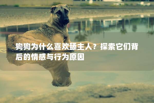狗狗为什么喜欢舔主人？探索它们背后的情感与行为原因