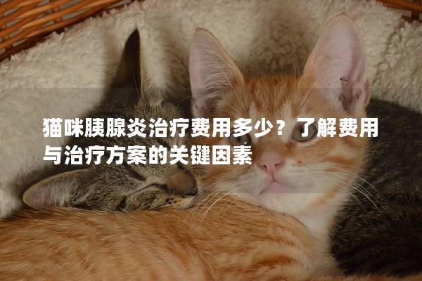 猫咪胰腺炎治疗费用多少？了解费用与治疗方案的关键因素