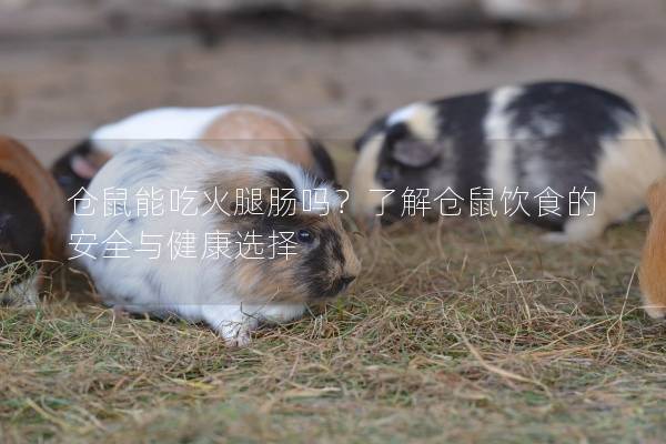 仓鼠能吃火腿肠吗？了解仓鼠饮食的安全与健康选择