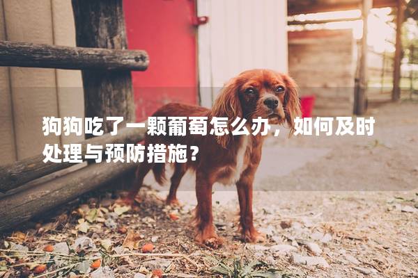 狗狗吃了一颗葡萄怎么办，如何及时处理与预防措施？