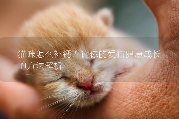 猫咪怎么补钙?让你的爱猫健康成长的方法解析 猫咪怎么补钙?让你的爱猫健康成长的方法解析