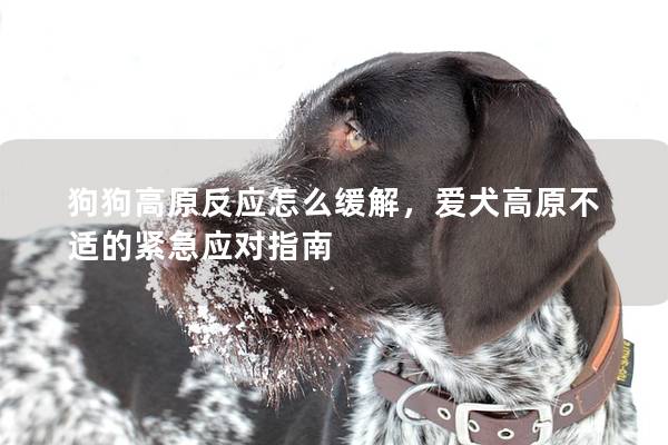 狗狗高原反应怎么缓解，爱犬高原不适的紧急应对指南