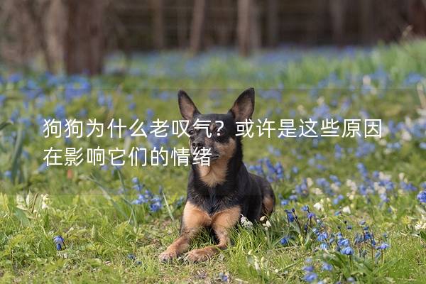 狗狗为什么老叹气？或许是这些原因在影响它们的情绪
