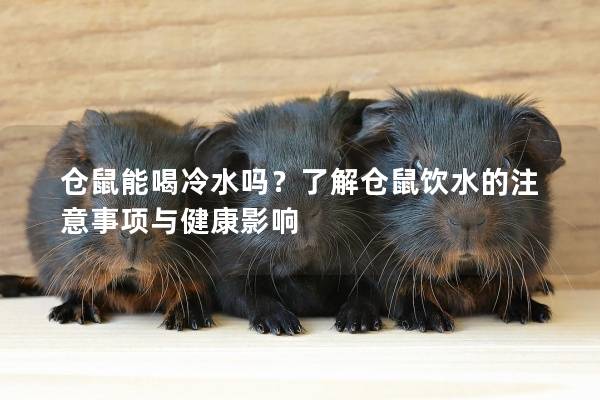 仓鼠能喝冷水吗？了解仓鼠饮水的注意事项与健康影响