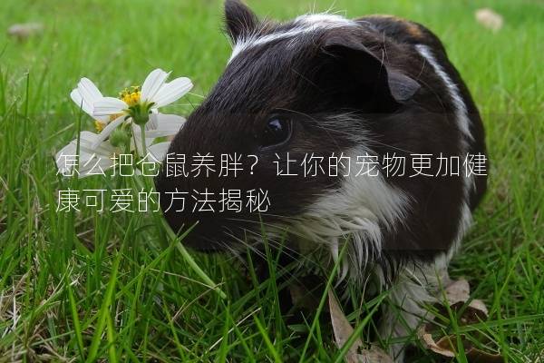 怎么把仓鼠养胖？让你的宠物更加健康可爱的方法揭秘