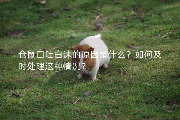 仓鼠口吐白沫的原因是什么？如何及时处理这种情况？