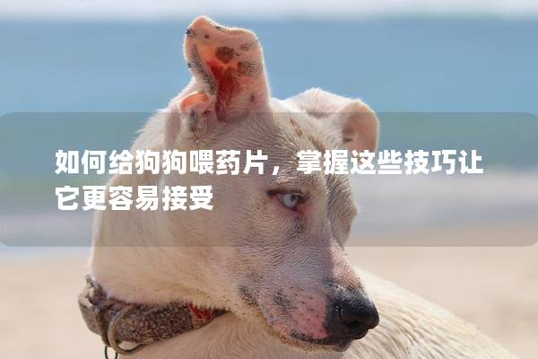 如何给狗狗喂药片,掌握这些技巧让它更容易接受 如何给狗狗喂药片,掌握这些技巧让它更容易接受