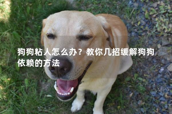 狗狗粘人怎么办？教你几招缓解狗狗依赖的方法