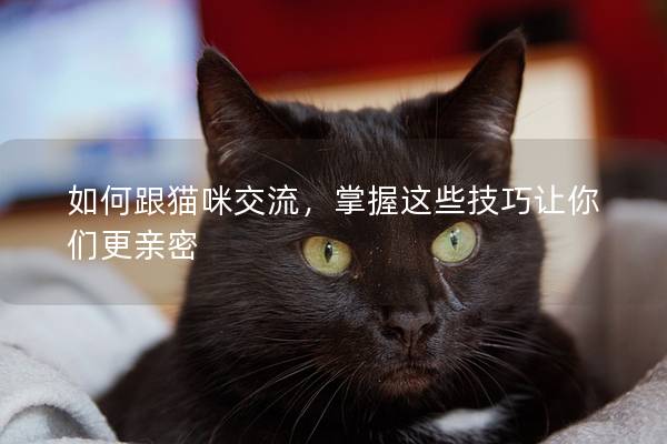 如何跟猫咪交流，掌握这些技巧让你们更亲密