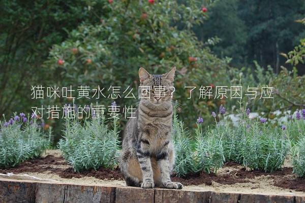 猫咪吐黄水怎么回事？了解原因与应对措施的重要性