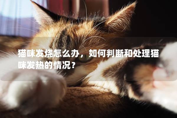 猫咪发烧怎么办，如何判断和处理猫咪发热的情况？