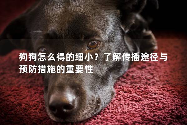 狗狗怎么得的细小？了解传播途径与预防措施的重要性