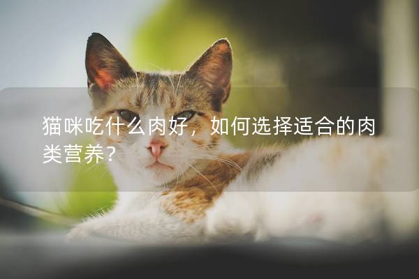 猫咪吃什么肉好，如何选择适合的肉类营养？