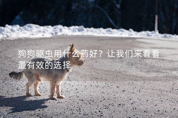 狗狗驱虫用什么药好?让我们来看看最有效的选择 狗狗驱虫用什么药好?让我们来看看最有效的选择