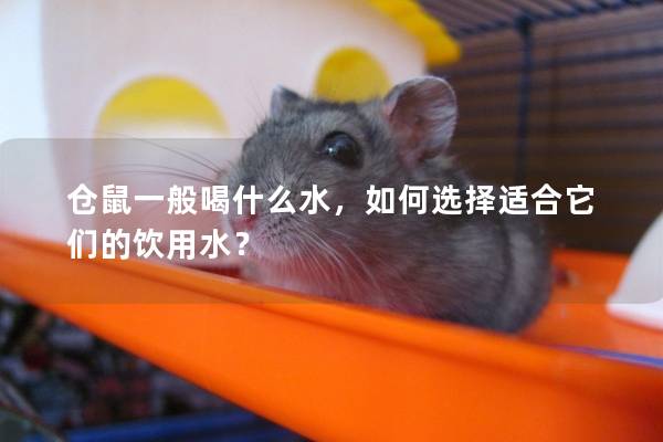 仓鼠一般喝什么水，如何选择适合它们的饮用水？