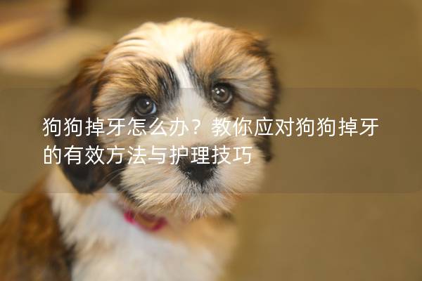 狗狗掉牙怎么办？教你应对狗狗掉牙的有效方法与护理技巧