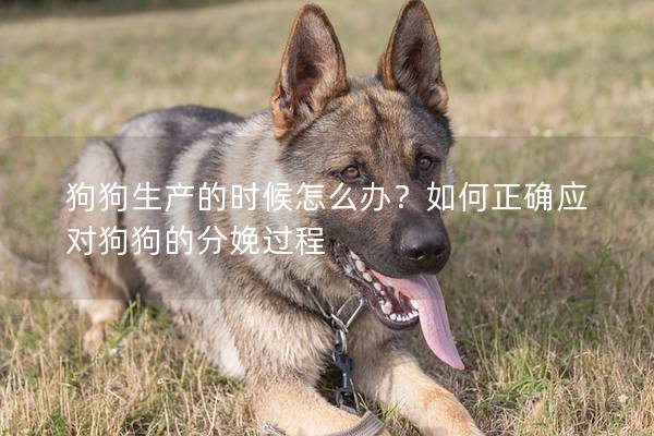 狗狗生产的时候怎么办？如何正确应对狗狗的分娩过程