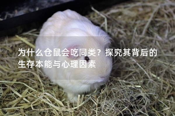为什么仓鼠会吃同类？探究其背后的生存本能与心理因素