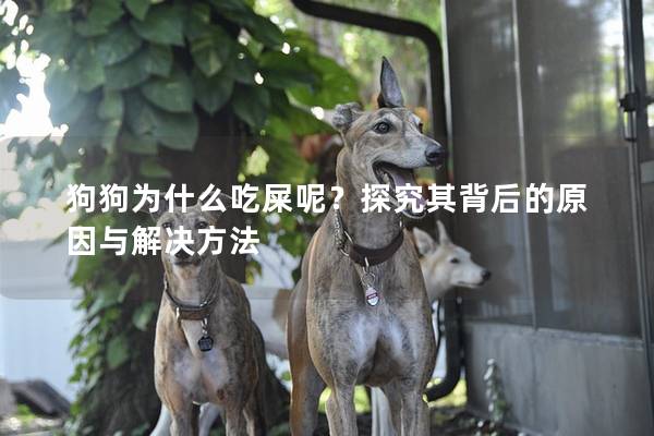 狗狗为什么吃屎呢？探究其背后的原因与解决方法