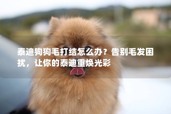 泰迪狗狗毛打结怎么办？告别毛发困扰，让你的泰迪重焕光彩