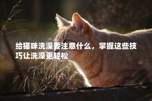 给猫咪洗澡要注意什么,掌握这些技巧让洗澡更轻松 给猫咪洗澡要注意什么,掌握这些技巧让洗澡更轻松