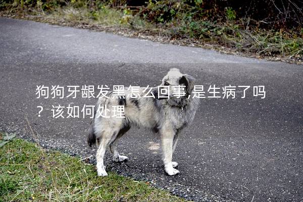 狗狗牙龈发黑怎么回事,是生病了吗？该如何处理