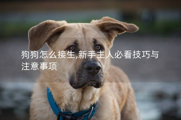狗狗怎么接生,新手主人必看技巧与注意事项 狗狗怎么接生,新手主人必看技巧与注意事项