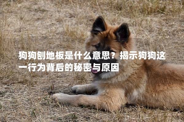 狗狗刨地板是什么意思？揭示狗狗这一行为背后的秘密与原因