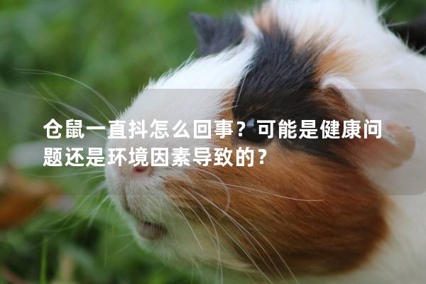 仓鼠一直抖怎么回事？可能是健康问题还是环境因素导致的？