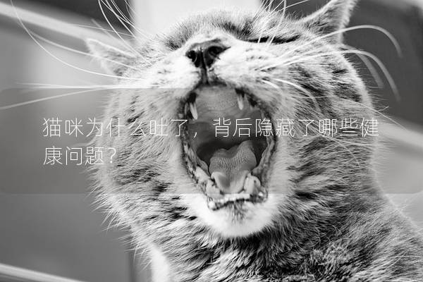 猫咪为什么吐了，背后隐藏了哪些健康问题？
