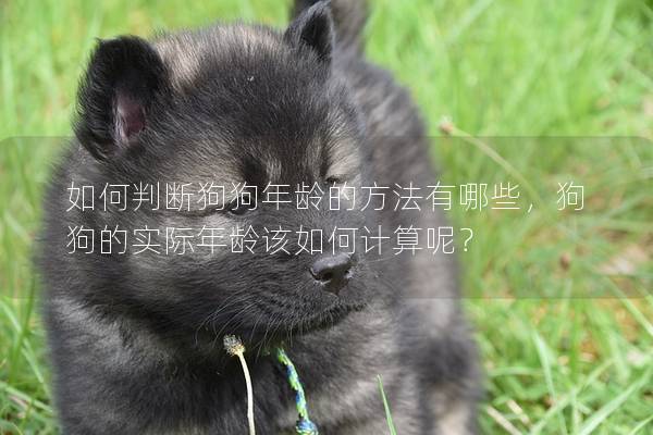 如何判断狗狗年龄的方法有哪些，狗狗的实际年龄该如何计算呢？