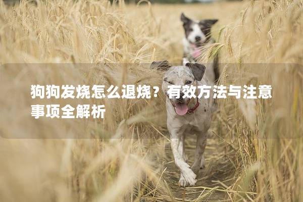 狗狗发烧怎么退烧？有效方法与注意事项全解析