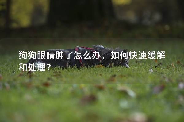 狗狗眼睛肿了怎么办，如何快速缓解和处理？