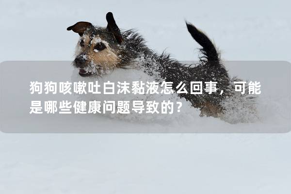 狗狗咳嗽吐白沫黏液怎么回事，可能是哪些健康问题导致的？