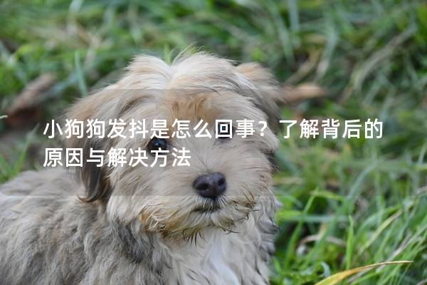 小狗狗发抖是怎么回事？了解背后的原因与解决方法
