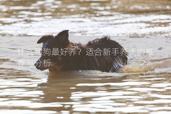 什么狗狗最好养?适合新手养犬的推荐与分析 什么狗狗最好养?适合新手养犬的推荐与分析