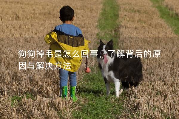 狗狗掉毛是怎么回事,了解背后的原因与解决方法 狗狗掉毛是怎么回事,了解背后的原因与解决方法