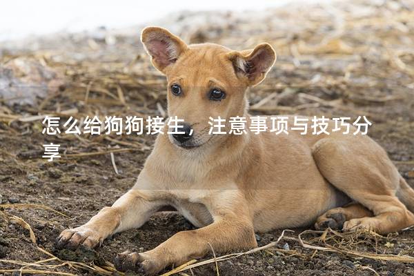 怎么给狗狗接生，注意事项与技巧分享