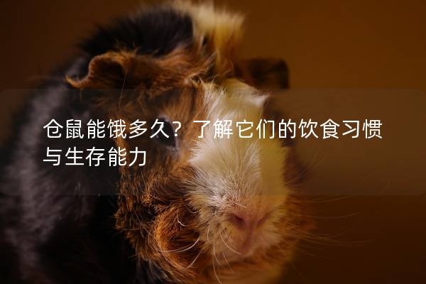 仓鼠能饿多久？了解它们的饮食习惯与生存能力