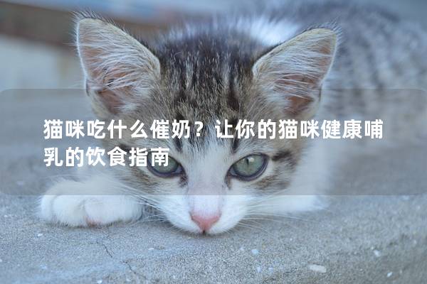 猫咪吃什么催奶？让你的猫咪健康哺乳的饮食指南