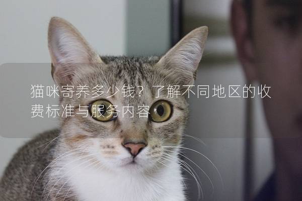 猫咪寄养多少钱?了解不同地区的收费标准与服务内容 猫咪寄养多少钱?了解不同地区的收费标准与服务内容