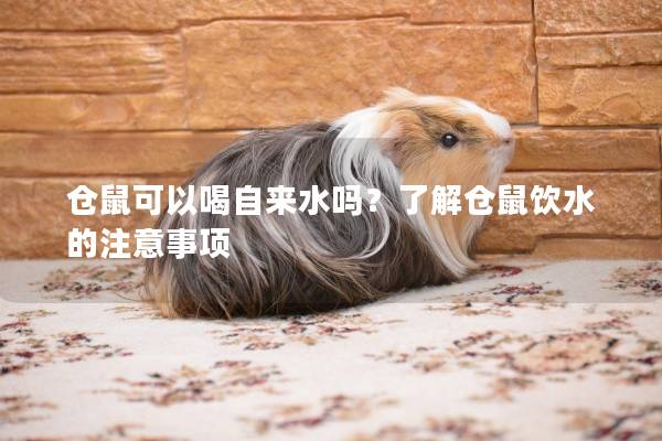 仓鼠可以喝自来水吗？了解仓鼠饮水的注意事项
