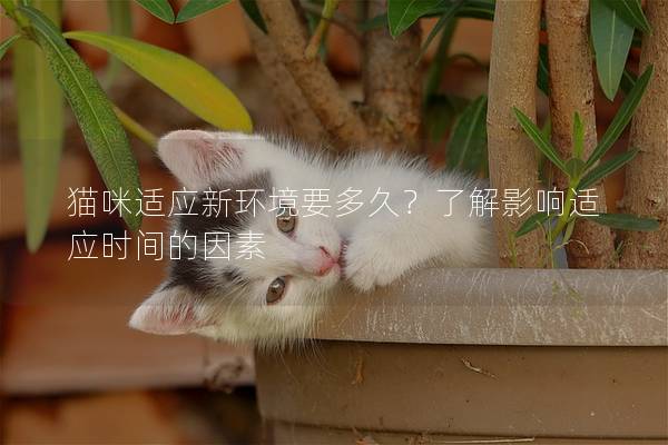 猫咪适应新环境要多久？了解影响适应时间的因素