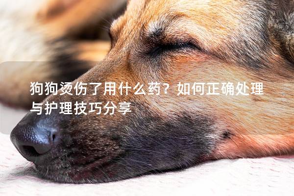 狗狗烫伤了用什么药？如何正确处理与护理技巧分享