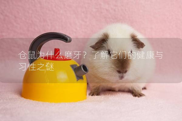 仓鼠为什么磨牙?了解它们的健康与习性之谜 仓鼠为什么磨牙?了解它们的健康与习性之谜