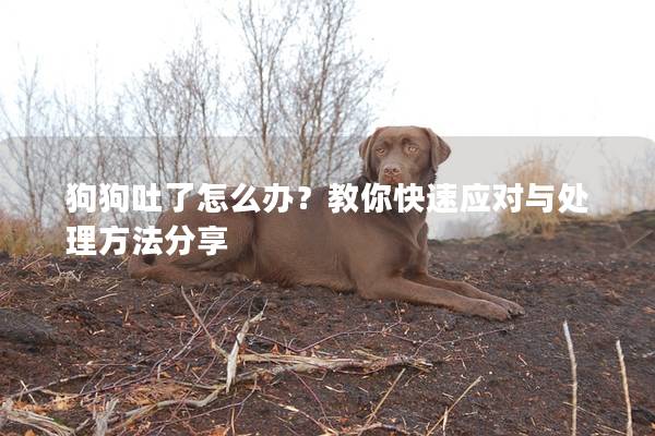 狗狗吐了怎么办?教你快速应对与处理方法分享 狗狗吐了怎么办?教你快速应对与处理方法分享