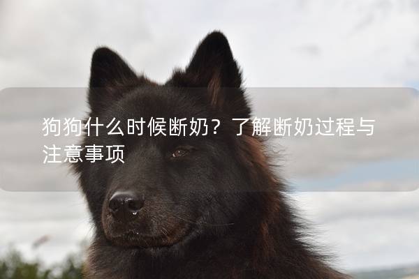 狗狗什么时候断奶？了解断奶过程与注意事项