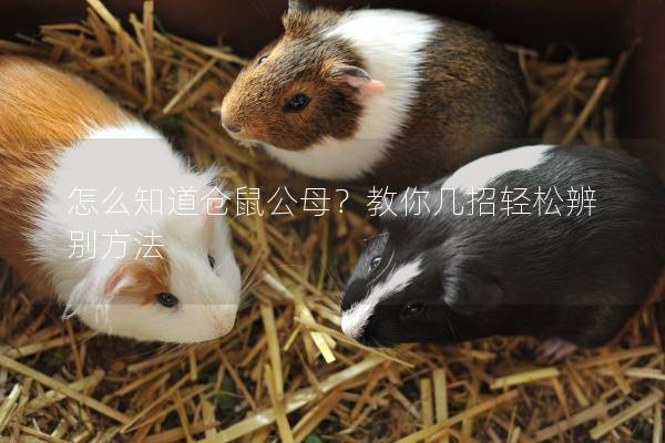 怎么知道仓鼠公母？教你几招轻松辨别方法