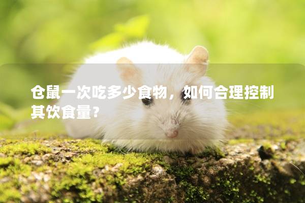 仓鼠一次吃多少食物，如何合理控制其饮食量？